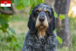 Read more about the article Griffon Bleu de Gascogne opdrættere og hvalpe i Brandenburg