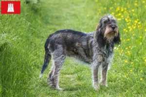 Read more about the article Griffon Bleu de Gascogne opdrættere og hvalpe i Hamborg