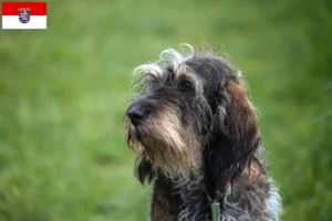 Read more about the article Griffon Bleu de Gascogne opdrættere og hvalpe i Hessen