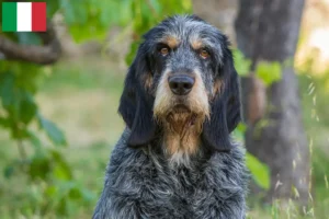 Read more about the article Griffon Bleu de Gascogne opdrættere og hvalpe i Italien