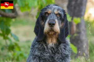 Read more about the article Griffon Bleu de Gascogne opdrættere og hvalpe i Niedersachsen