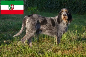 Read more about the article Griffon Bleu de Gascogne opdrættere og hvalpe i Nordrhein-Westfalen
