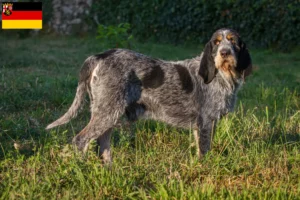 Read more about the article Griffon Bleu de Gascogne opdrættere og hvalpe i Rheinland-Pfalz