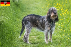 Read more about the article Griffon Bleu de Gascogne opdrættere og hvalpe i Saarland