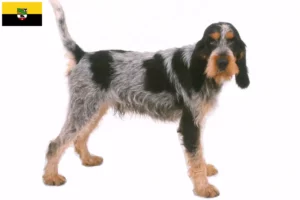 Read more about the article Griffon Bleu de Gascogne opdrættere og hvalpe i Sachsen-Anhalt