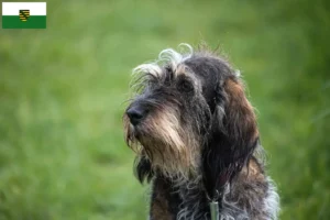 Read more about the article Griffon Bleu de Gascogne opdrættere og hvalpe i Sachsen