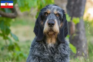 Read more about the article Griffon Bleu de Gascogne opdrættere og hvalpe i Slesvig-Holsten