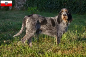 Read more about the article Griffon Bleu de Gascogne opdrættere og hvalpe i Thüringen