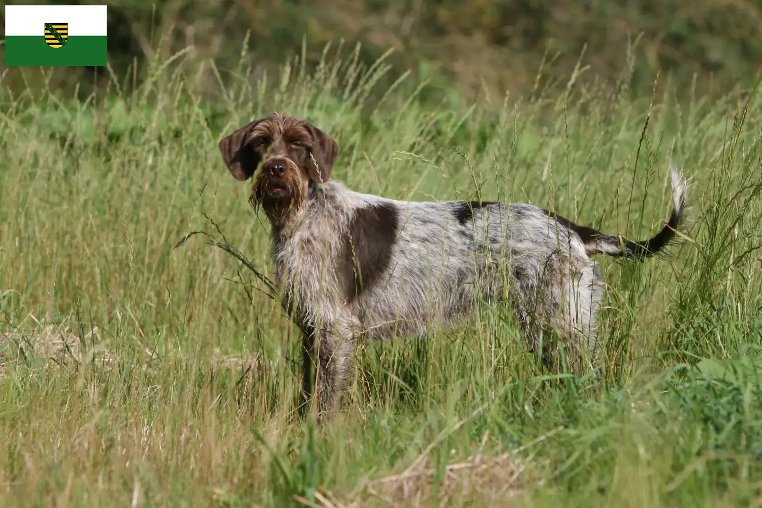 Read more about the article Griffon d’arrêt à poil dur Opdrætter og hvalpe i Sachsen
