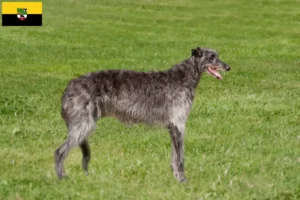 Read more about the article Hjortehundeopdrættere og hvalpe i Sachsen-Anhalt