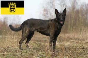 Read more about the article Hollandse Herdershond opdrættere og hvalpe i Baden-Württemberg