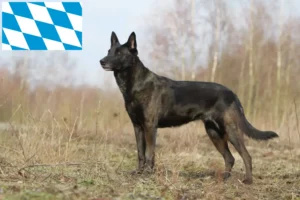 Read more about the article Hollandse Herdershond opdrættere og hvalpe i Bayern