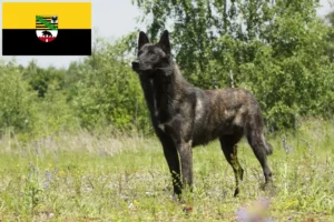 Read more about the article Hollandse Herdershond opdrættere og hvalpe i Sachsen-Anhalt