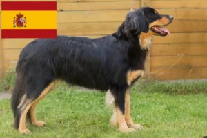 Read more about the article Hovawart-opdrættere og hvalpe i Spanien