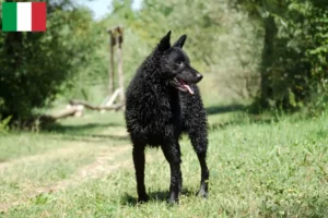Read more about the article Hrvatski ovčar opdrættere og hvalpe i Italien