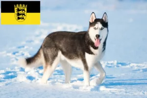 Read more about the article Huskyopdrættere og hvalpe i Baden-Württemberg