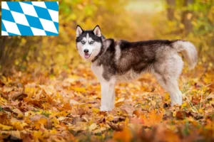 Read more about the article Huskyopdrættere og hvalpe i Bayern