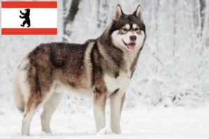 Read more about the article Huskyopdrættere og hvalpe i Berlin