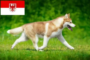Read more about the article Huskyopdrættere og hvalpe i Brandenburg