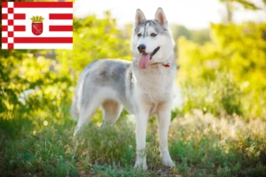 Read more about the article Husky-opdrættere og hvalpe i Bremen