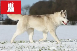 Read more about the article Huskyopdrættere og hvalpe i Hamborg