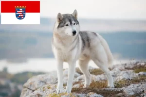 Read more about the article Husky-opdrættere og hvalpe i Hessen