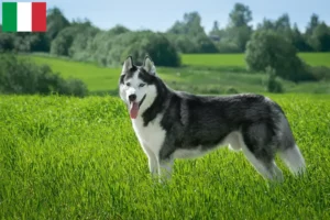 Read more about the article Huskyopdrættere og hvalpe i Italien