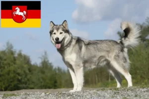 Read more about the article Huskyopdrættere og hvalpe i Niedersachsen