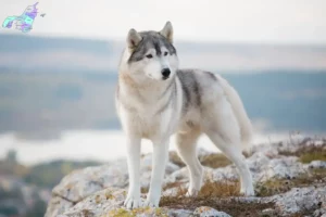 Read more about the article Huskyopdrættere og hvalpe i Nordjylland