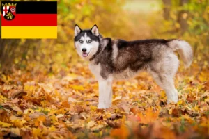 Read more about the article Huskyopdrættere og hvalpe i Rheinland-Pfalz