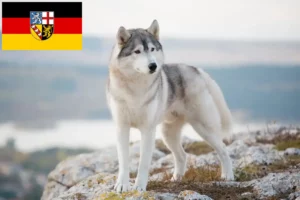 Read more about the article Huskyopdrættere og hvalpe i Saarland