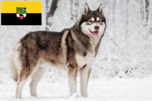 Read more about the article Huskyopdrættere og hvalpe i Sachsen-Anhalt