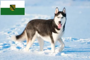 Read more about the article Huskyopdrættere og hvalpe i Sachsen