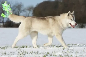 Read more about the article Huskyopdrættere og hvalpe på Sjælland