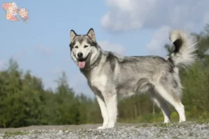 Read more about the article Huskyopdrættere og hvalpe i Syddanmark