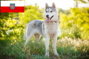 Read more about the article Huskyopdrættere og hvalpe i Thüringen