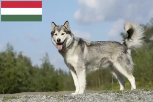 Read more about the article Huskyopdrættere og hvalpe i Ungarn