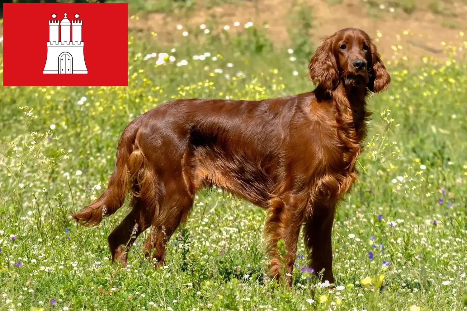 Read more about the article Irsk rød setter opdrættere og hvalpe i Hamborg
