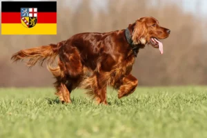 Read more about the article Irish Red Setter opdrættere og hvalpe i Saarland