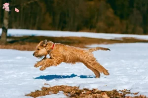 Read more about the article Irish Soft Coated Wheaten Terrier opdrætter og hvalpe i Hovedstaden