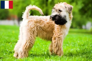Read more about the article Irsk Soft Coated Wheaten Terrier opdrættere og hvalpe i Frankrig
