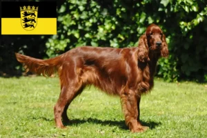 Read more about the article Irsk rød setter opdrættere og hvalpe i Baden-Württemberg