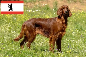 Read more about the article Irsk rød setter opdrættere og hvalpe i Berlin