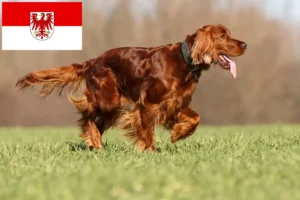 Read more about the article Irsk rød setter opdrættere og hvalpe i Brandenburg