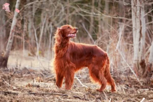 Read more about the article Irsk Rød Setter opdrætter og hvalpe i Hovedstaden