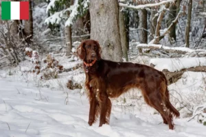 Read more about the article Irsk rød setter opdrættere og hvalpe i Italien