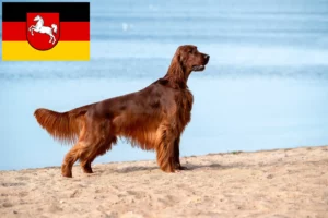 Read more about the article Irsk rød setter opdrættere og hvalpe i Niedersachsen