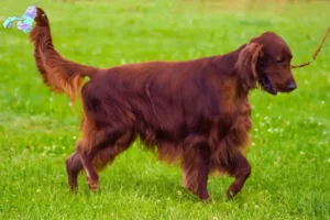 Read more about the article Irsk rød setter opdrættere og hvalpe i Nordjylland