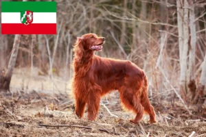 Read more about the article Irish Red Setter opdrættere og hvalpe i Nordrhein-Westfalen