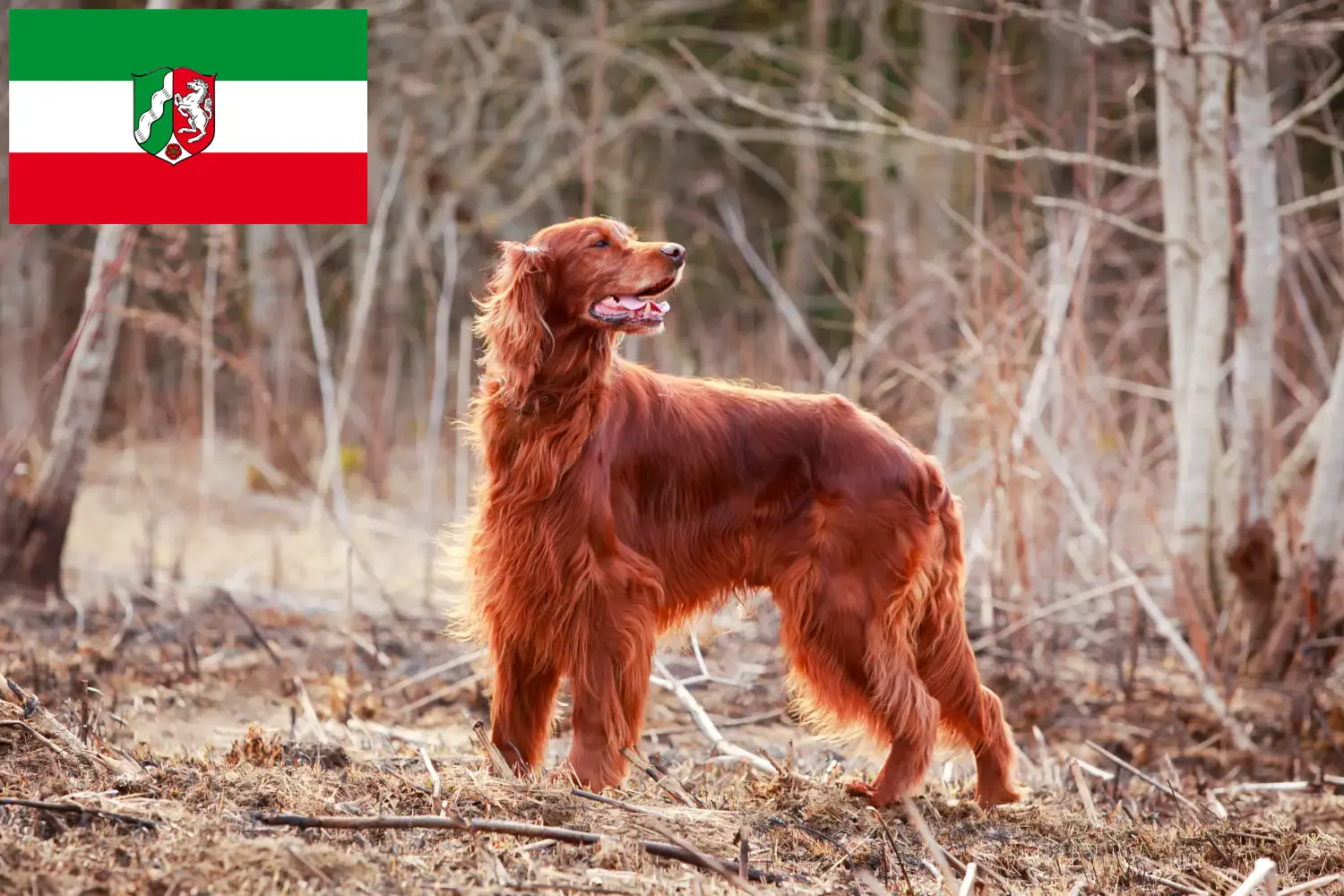 Irsk rød setter hvalpe og opdrættere Nordrhein-Westfalen Her kan du finde opdrættere af Irish Red Setter i Nordrhein-Westfalen.
